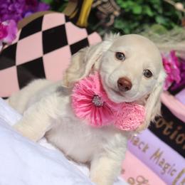 Fable - Cream female Dachshund puppy in Woodbine, Georgia from Bowdachs Miniatures