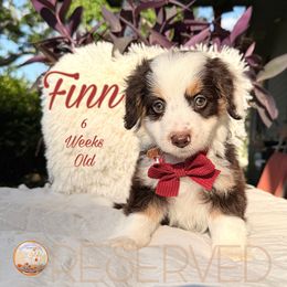 Finn(reduced) - Brown and white Aussiedoodle puppy in Valdosta, Georgia from Designer Doodles of South GA