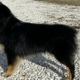 Toy Australian Shepherds from Tater Tot aussies