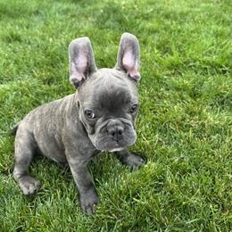 Rocky - Blue male French Bulldog puppy in Frederick, Colorado from Couture’s Frenchies
