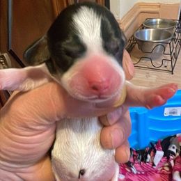 Bruno - Piebald Dachshund puppy in Saint Paul, Minnesota from Vibrant Eyes Doxies