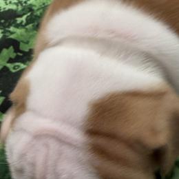 Bulldog Puppies from Bulldog's 4 Brothers