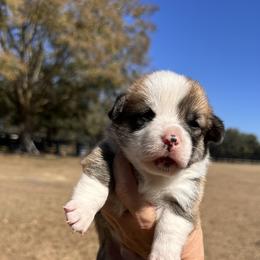 Red and White Boy 1 - Red male Pembroke Welsh Corgi puppy in Ocala, Florida from Rivermont Farm
