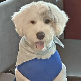 Knox - Old English Sheepdog