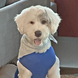 Knox - Old English Sheepdog