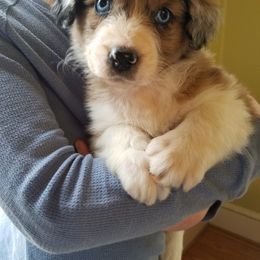 Aussiedoodle Puppies from My Classy Doodles