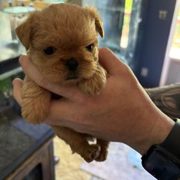 Spud - Red male Brussels Griffon puppy in Ogden, Utah from Shelly's Brussels Griffons