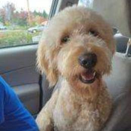 Brodie - Goldendoodle