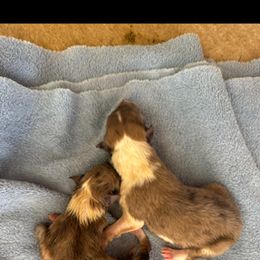 Mango - Sable merle and white male Collie puppy in Carencro, Louisiana from Cajun Bayou's Collies LLC