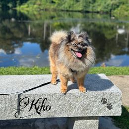 Kiko - Pomeranian