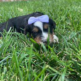 Pauline-Light Purple - Tri-color female Bernedoodle puppy in Casper, Wyoming from 307 Doodles