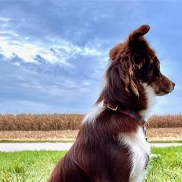 Australian Shepherds, Papillons, and Poodles from Our Little Knoll