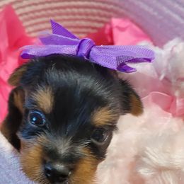 Yorkshire Terrier Puppies from Diana Wulff