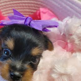 Yorkshire Terrier Puppies from Diana Wulff