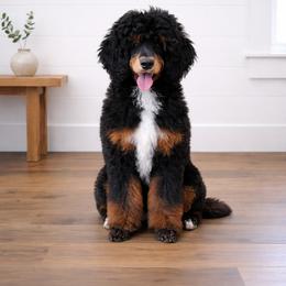 Daisy - Poodle
