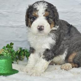 Bhodi - Blue merle male Bernedoodle puppy in Moulton, Iowa from Shondel Puppy Paws