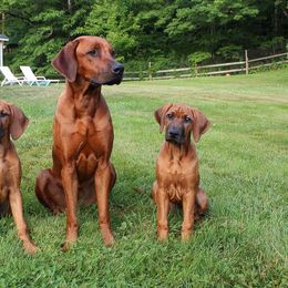 Rhodesian Ridgeback Puppies from Supernova Ridgebacks