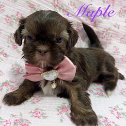Maple - Red and white female Shih Tzu puppy in Hemet, California from Aloha Shih Tzu