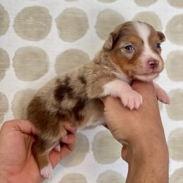 Macaroni - Red merle Australian Shepherd puppy in Salinas, California from AA Aussies