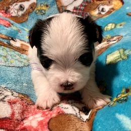 Double Doodle, Maltipoo, Morkie, and Yorkipoo Puppies from Danza Bolo