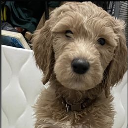 Bernedoodle and Goldendoodle Puppies from Lyon and Luna Goldendoodles Bernedoodles