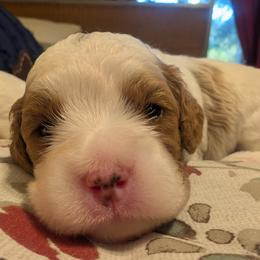 Bernadette - Blenheim female Cavapoo puppy in Newport, North Carolina from Crystal Coast Cavapoodles