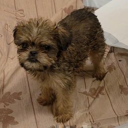 Cookie - Belge female Brussels Griffon puppy in Yucaipa, California from Griffs & Giggles Ranch - The Cortez Family