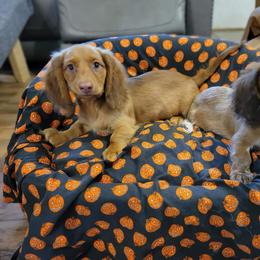 Dachshund Puppies from Shaffers low riding weiners