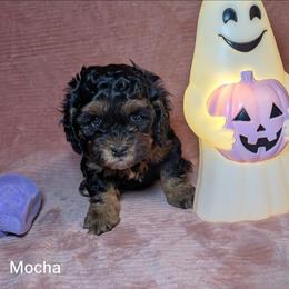Mocha - Brown and tan female Cockapoo puppy in Sunset, Louisiana from Cano Cockapoos