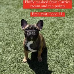 Cody - French Bulldog