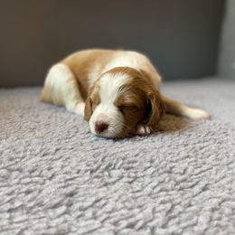 Boy 1 - Orange and white Brittany puppy in Port Orchard, Washington from Tullyvar Farm