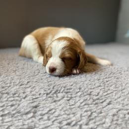 Boy 1 - Orange and white Brittany puppy in Port Orchard, Washington from Tullyvar Farm