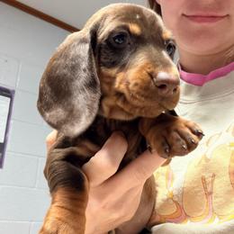 Caleb - Chocolate and tan male Dachshund puppy in Onalaska, Texas from Smokey Pines Dachshunds