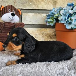 Elvis - Black and tan male Dachshund puppy in Cherry Tree, Oklahoma from Peavine Creek Dachshunds