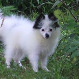 Tilly - Black and white female Pomsky puppy in Junction City, Ohio from JC Pups