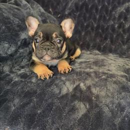 Bandit - Tricolors male French Bulldog puppy in Alexander City, Alabama from Lake Martin Fancy Frenchies