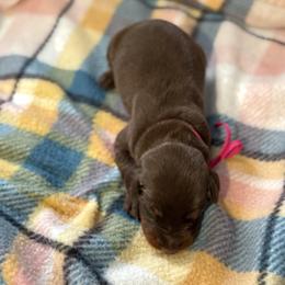 Pink Collar - Red and rust female Doberman Pinscher puppy in Lake City, Florida from Paintedcrazy Doberman Pinchers
