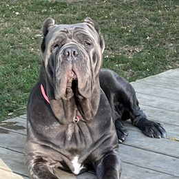 GAMORA - Neapolitan Mastiff