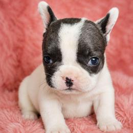 Sugar - Black and white female French Bulldog puppy in Maplewood, New Jersey from Poos&Bulls Keepsake