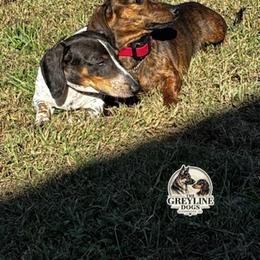 Dachshund Puppies from The Greyline Dogs