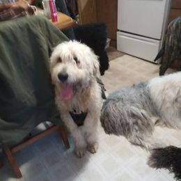 Old English Sheepdogs and Sheepadoodles from Faith S Clement's Old English Sheepdogs and Sheepadoodles