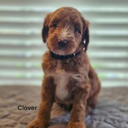 Clover - Red  female Goldendoodle puppy in Summerville, South Carolina from Channys Doodles