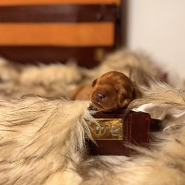 Simon- 2nd and 3rd pick male - Yellow male Labrador Retriever puppy in Rocky Top, Tennessee from Rocky Top Retrievers and Ranch