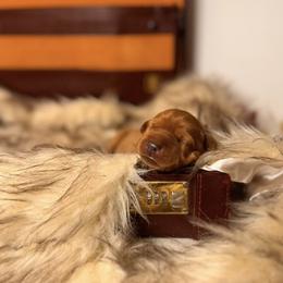 Simon- 2nd and 3rd pick male - Yellow male Labrador Retriever puppy in Rocky Top, Tennessee from Rocky Top Retrievers and Ranch