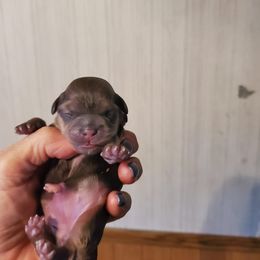Shih Tzus and Yorkshire Terriers from Dakota's lil Fur Babies