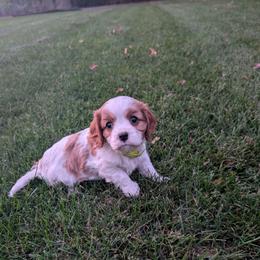 Tigger - Blenheim male Cavalier King Charles Spaniel puppy in New Holland, Pennsylvania from Mountain Breeze Puppies