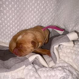 Purple - Yellow female Labrador Retriever puppy in Heath Springs, South Carolina from Rich Hill Retrievers