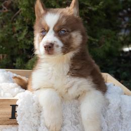 Siberian Husky puppies from Lamon’s Pom & Polar Pups