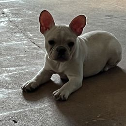Boy 4 - Cream French Bulldog puppy in Minco, Oklahoma from Findley’s Furbabies