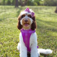 Sunday - Australian Labradoodle